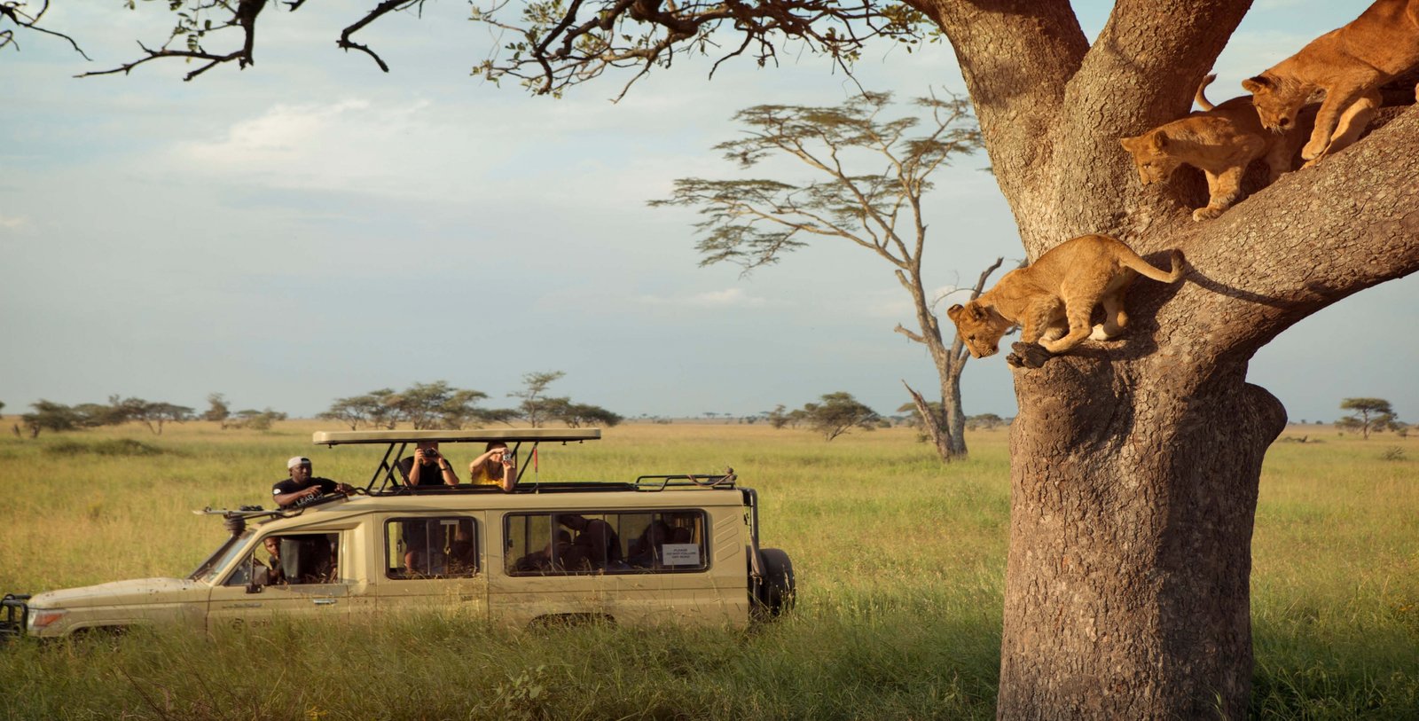 viewingtreeclimbinglionsonagamedriveintheserengetinptanzaniawithgadventuresscaled